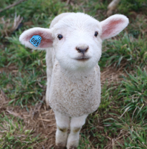 One of the over 200 Coopworth lambs born at Owens Farm at 2611 Mile Post Road between Sunbury and Danville on Thursday March 30, 2017. KAREN VIBERT-KENNEDY/Sun-Gazette